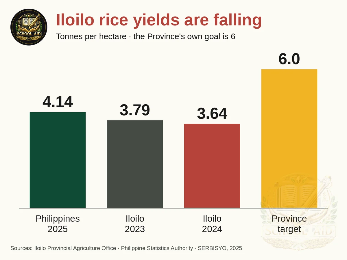 Iloilo rice yields are falling: 4.14 tonnes per hectare nationally in 2025, 3.79 in Iloilo in 2023 and 3.64 in 2024, against the Province’s target of 6.
