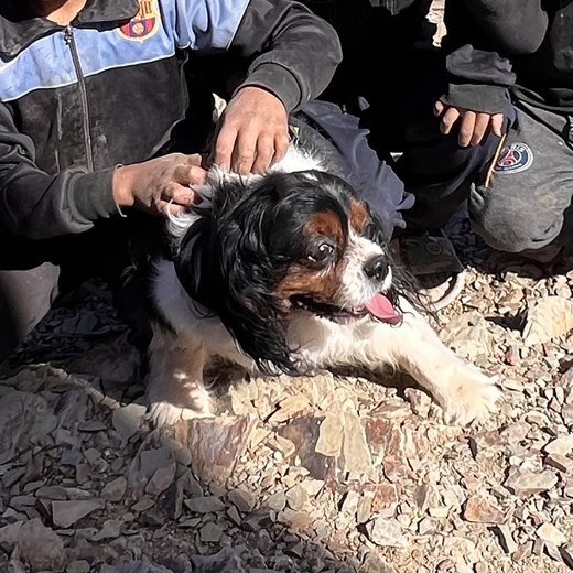 Barclay, a Cavalier King Charles Spaniel and School Aid mascot